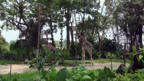 A giraffe is walking through a forest with trees and bushes Stock Footage 282240962