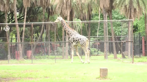 Giraffe Walking Through Natural Zoo Enclosure in Wildlife  Park Stock Footage 341107404