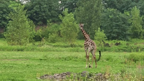 Giraffe Walking Through Open Field at Columbus Zoo and Aquarium Stock Footage 344100533