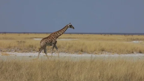 Giraffe walking through salt pan landscape of Etosha, Namibia Video stock 106332255