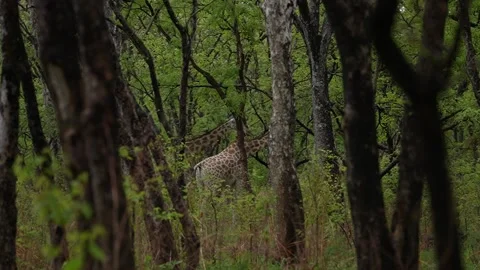 Giraffe Walking Through Trees - Slow Motion Stock Footage 158925570