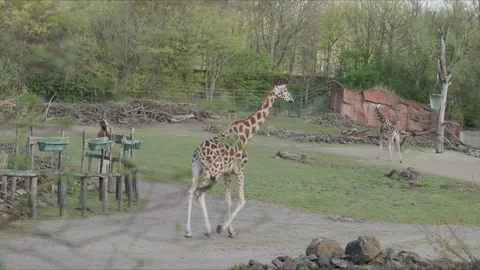 Giraffe walking through zoo enclosure with another giraffe in background Stock Footage 333524602