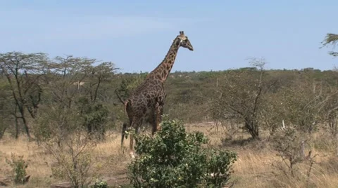 Giraffe walking to a tree Stock Footage