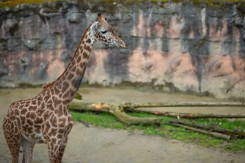 Giraffe walking in the wild Stock Photos
