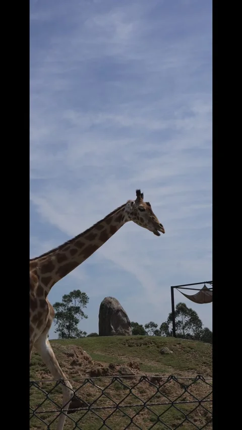 Giraffe Walking at the Zoo Stock Footage 342263634