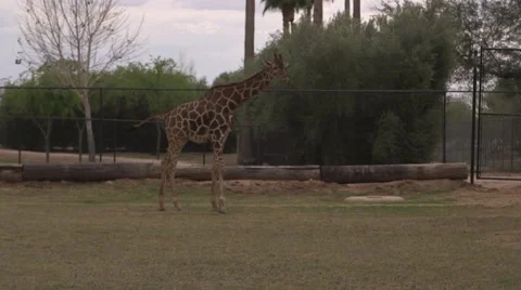 Giraffe walks accross the grass Stock Footage 50360117