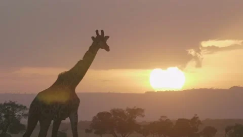 Giraffe walks across sunset, close up. Stock Footage 156468258