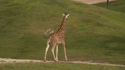 Giraffe Walks along Green Plains Stock Footage