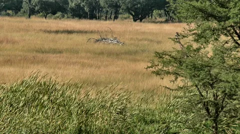 Giraffe walks from behind tree in the bush Stock Footage 62510006