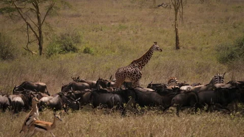 Giraffe walks between Wildebeest and Gazelle, Serengeti, Tanzania Video stock 146966166