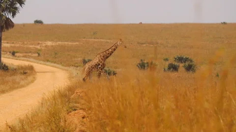 Giraffe walks in the bush Stock Footage