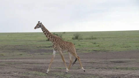 Giraffe Walks By Camera With Storm In Background Stock Footage 246648935