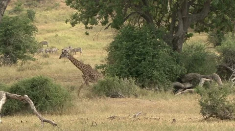 GIRAFFE WALKS BY FALLEN TREES Video stock 20569908