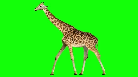 Giraffe Walks. Green screen. Stock Footage