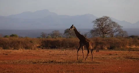 A giraffe walks in the savannah Video stock 245049948