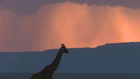 GIRAFFE WALKS AT SUNSET Video stock 88102183