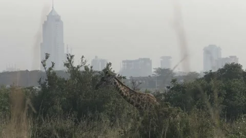 Giraffe walks through the brush with Nairobi skyscrapers in the background Stock Footage 147354563