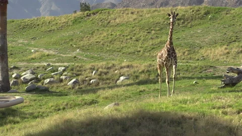 Giraffe walks toward camera in-front of beautiful mountains WIDE Stock Footage 167143442