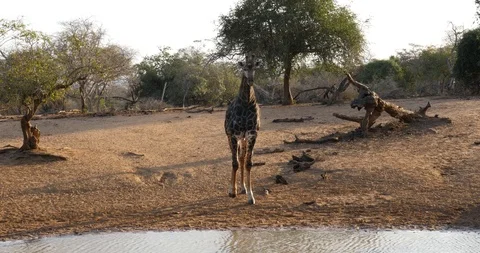 A giraffe walks up to a waterhole, bends down and starts to drink. Stock Footage 122361152