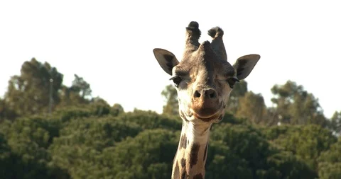 Giraffe Watching The Camera Video stock 122560936