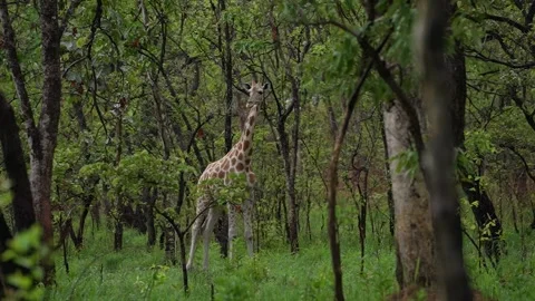 Giraffe Watching Camera - Slow Motion Stock Footage 158925468