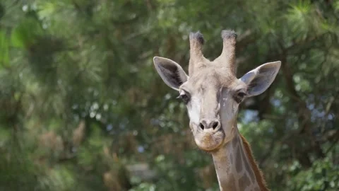 Giraffe watching Stock Footage 156010343