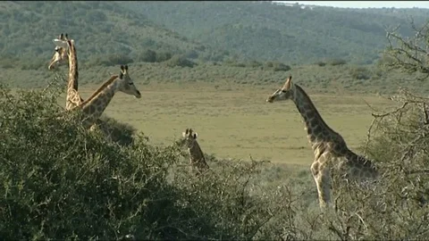 Giraffe watching over treetops, various shots 스톡 동영상 90371826