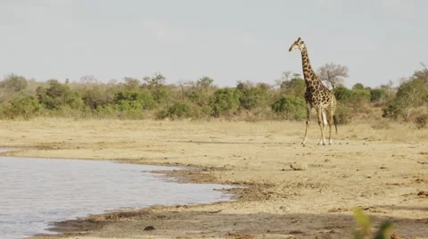 Giraffe by water hole Stock Footage 55655361
