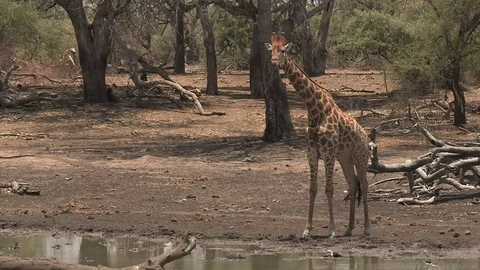 Giraffe at waterhole drinking Video stock 84275290
