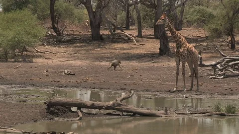Giraffe at waterhole drinking Video stock 84278280