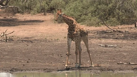 Giraffe at waterhole drinking Video stock 84280057