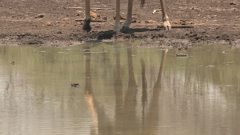 Giraffe at waterhole drinking Video stock 84280504