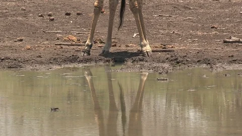 Giraffe at waterhole drinking Video stock 84281723