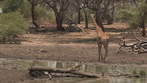 Giraffe at waterhole - HD Video stock 84279006