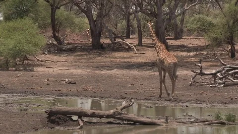 Giraffe at waterhole - HD Stock Footage 84646221
