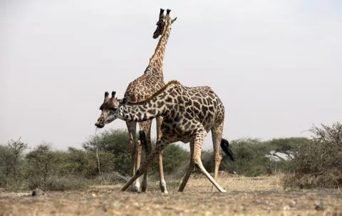Giraffe at a waterhole, Kenya. 스톡 사진