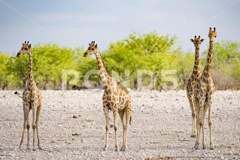 Giraffe at Waterhole Stock Photos
