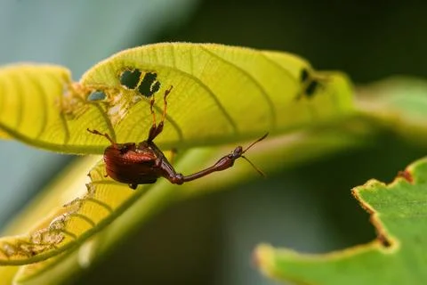 Giraffe Weevil Beetle insects on the leaf in real nature in Thailand Stock Photos