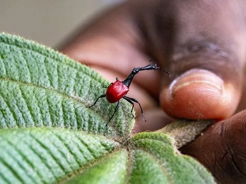 Giraffe weevil climbs on a leaf held by a hand to show its unique shape and Stock Photos