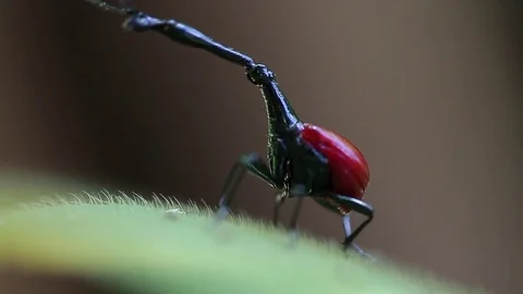 Giraffe weevil (Trachelophorus giraffa) Stock Footage 80329902