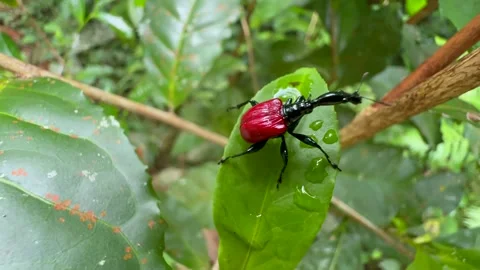 Giraffe weevil (Trachelophorus giraffa) on the leaf. Analamazaotra National Stock-Footage 328138664