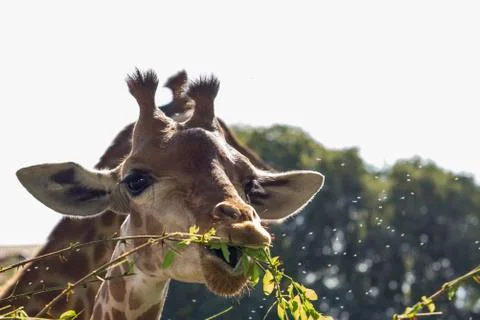 Giraffe while eating Stock Photos