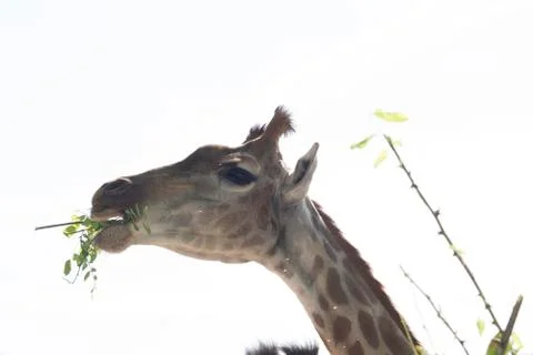 Giraffe while eating Stock Photos