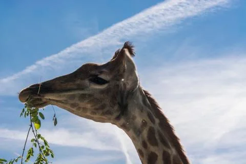 Giraffe while eating Stock Photos