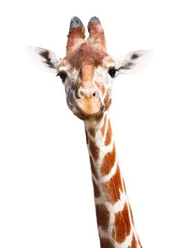 Giraffe white background Stock Photos