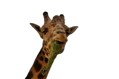 Giraffe on white background Stock Photos