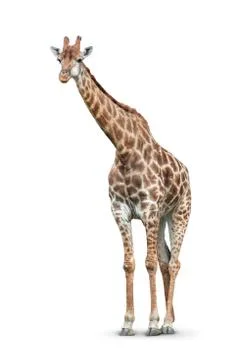 Giraffe on white background Stock Photos