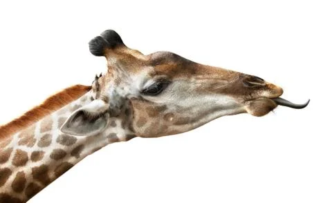 Giraffe on white Stock Photos