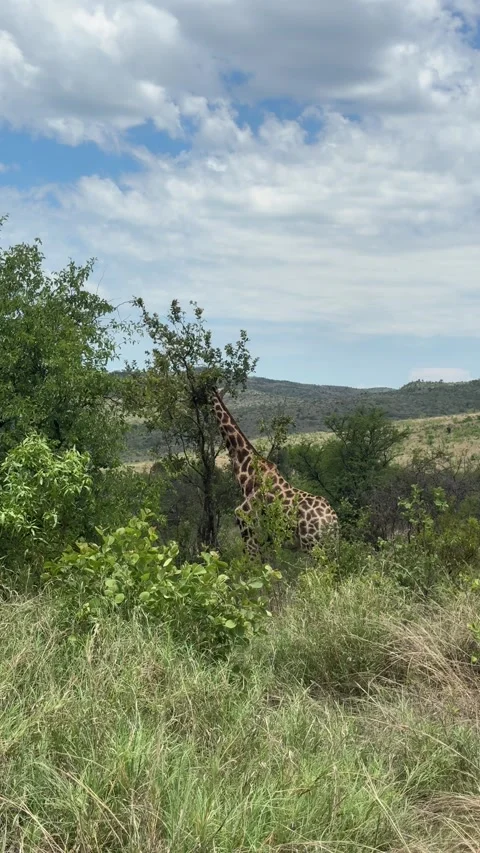 A giraffe in the wild eats tree leaves. Stock Footage 323101310