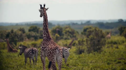 Giraffe In The Wild Stock Footage 66393470